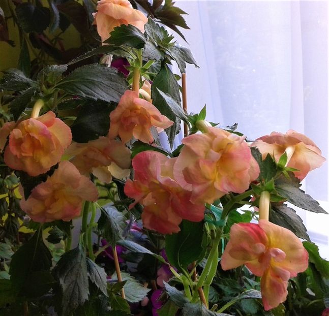  - 0000 ACHIMENES