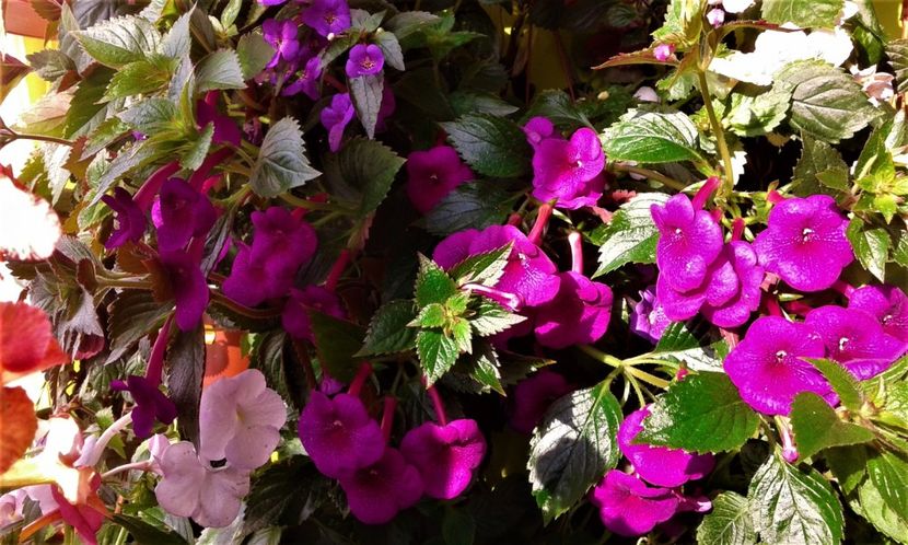  - achimenes Jenifer Goode iem 1985