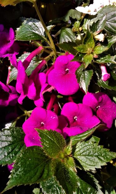  - achimenes Jenifer Goode iem 1985