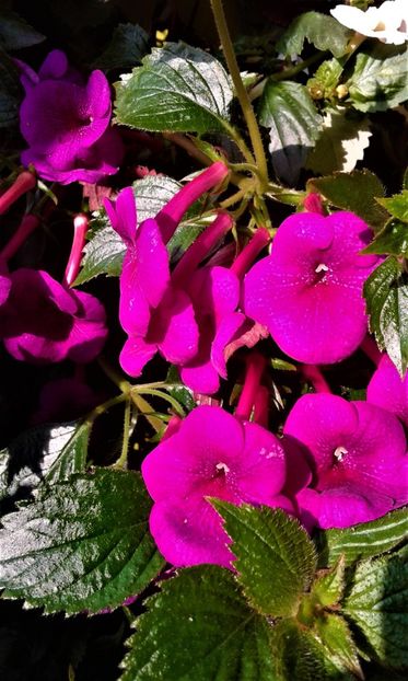  - achimenes Jenifer Goode iem 1985