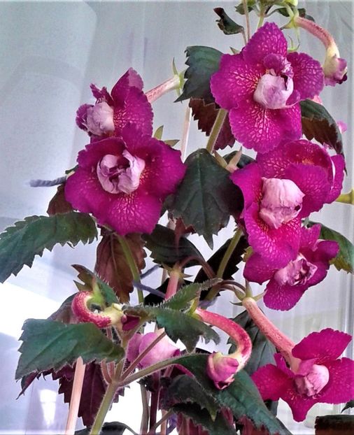  - achimenes werner 2020