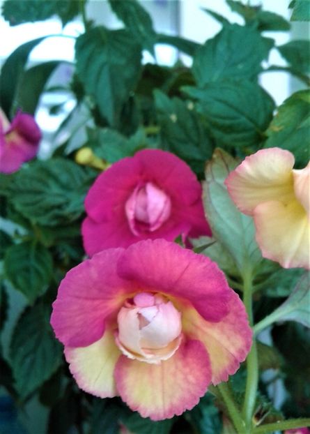  - Achimenes Nia 2020