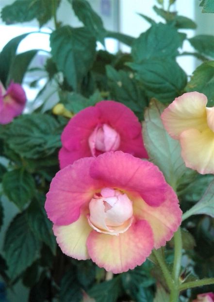  - Achimenes Nia 2020