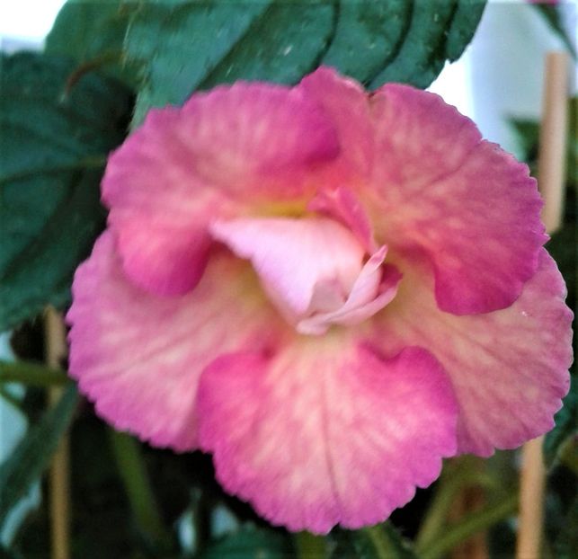  - Achimenes Nia 2020