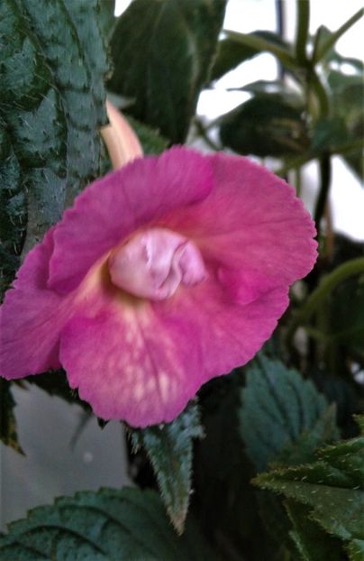  - Achimenes Nia 2020