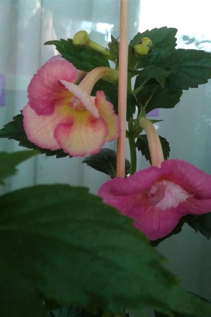  - Achimenes Nia 2020