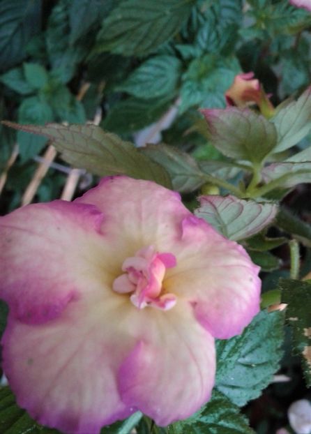  - Achimenes Nia 2020