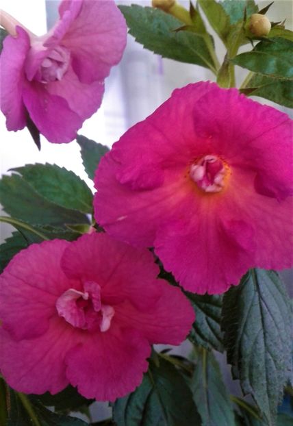  - Achimenes Nia 2020