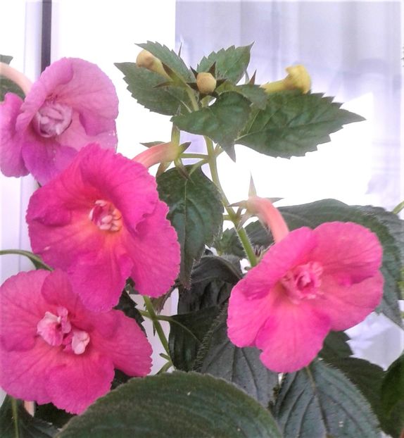  - Achimenes Nia 2020