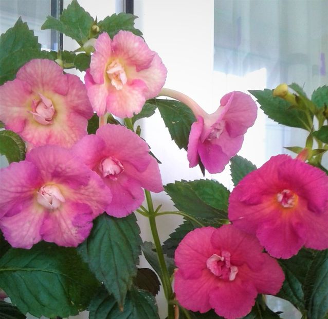  - Achimenes Nia 2020