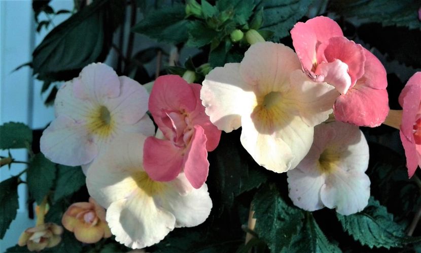  - colectia mea de achimenes 001 2020