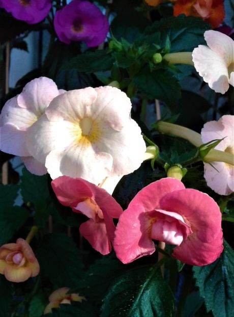  - colectia mea de achimenes 001 2020