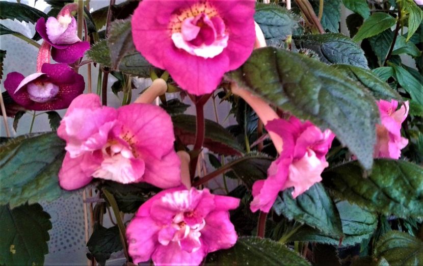  - colectia mea de achimenes 001 2020