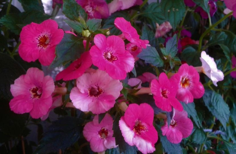  - colectia mea de achimenes 001 2020
