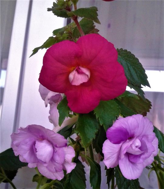  - colectia mea de achimenes 001 2020
