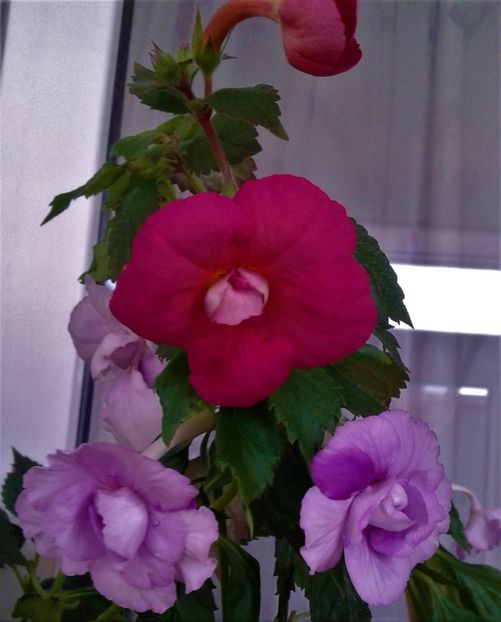  - colectia mea de achimenes 001 2020