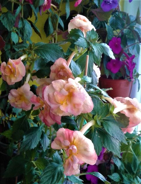  - colectia mea de achimenes 001 2020
