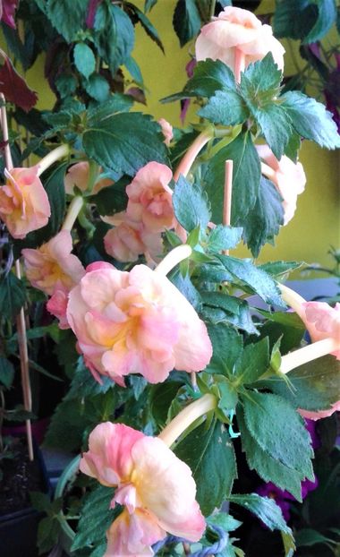  - colectia mea de achimenes 001 2020