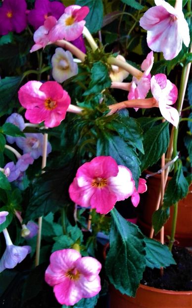  - colectia mea de achimenes 001 2020