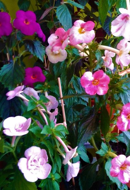  - colectia mea de achimenes 001 2020