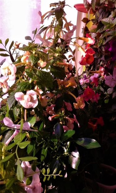  - colectia mea de achimenes 001 2020