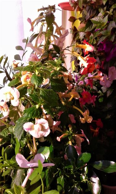  - colectia mea de achimenes 001 2020