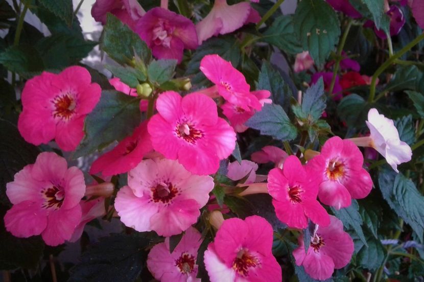  - colectia mea de achimenes 001 2020