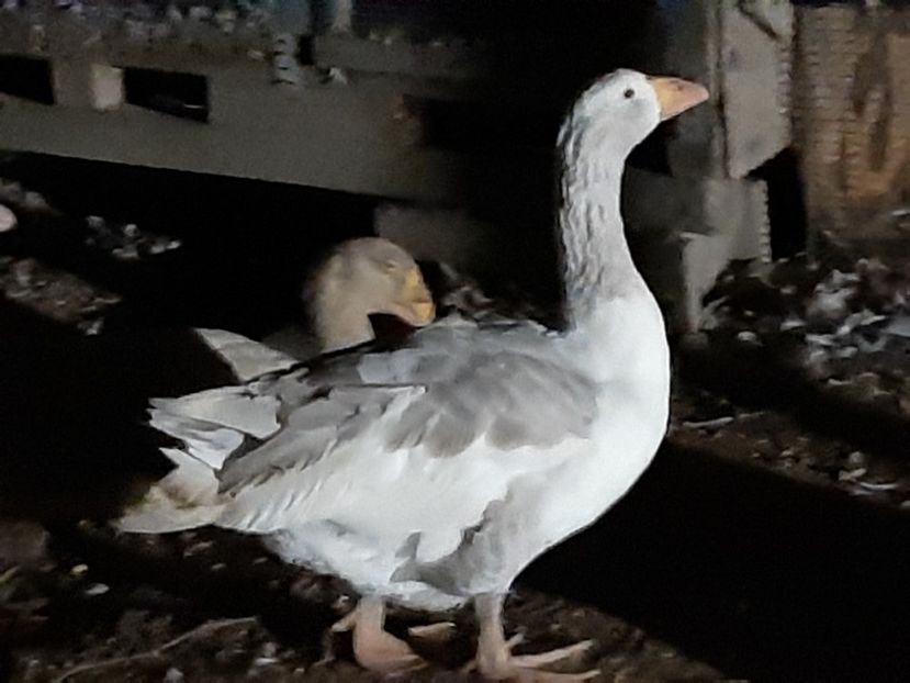 Gasca metis Tula 2020 - Gaste 2020