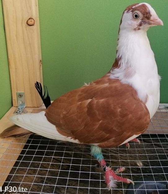  - porumbei care mi-au apartinut