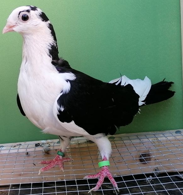  - porumbei care mi-au apartinut