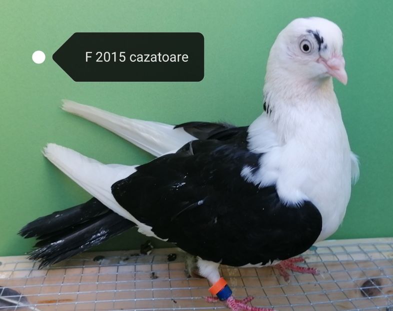  - porumbei care mi-au apartinut