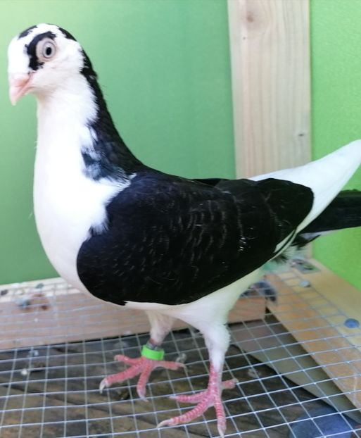  - porumbei care mi-au apartinut