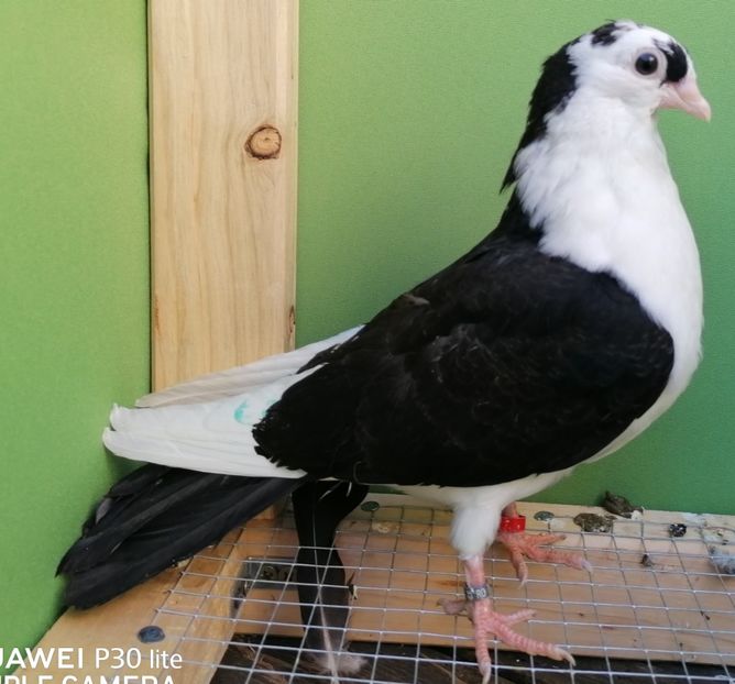  - porumbei care mi-au apartinut