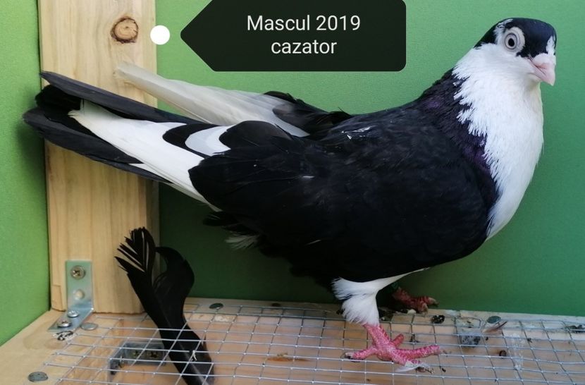  - porumbei care mi-au apartinut