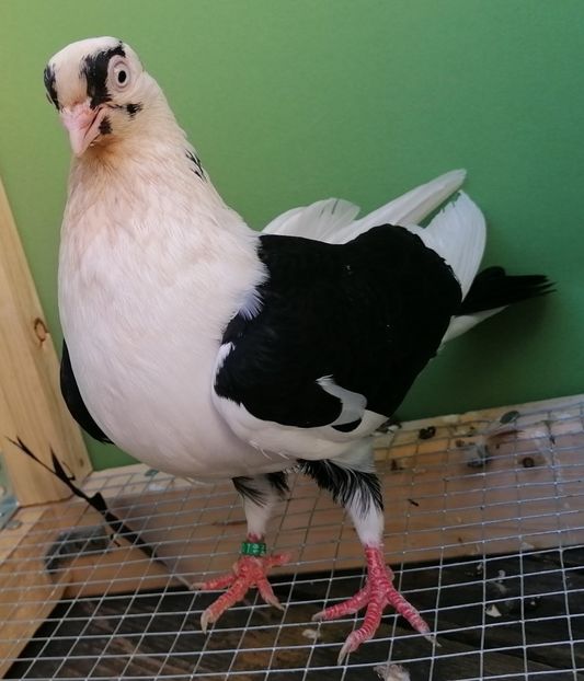  - porumbei care mi-au apartinut
