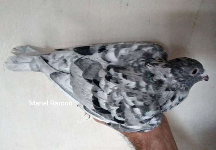  - NU AMI APARTIN 2020