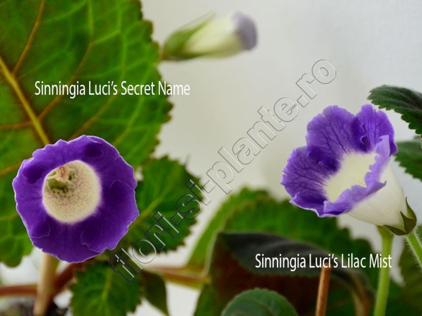 Sinningia Luci s Secret Name si Luci s Lilac Mist - GLOXINIA-SINNINGIA _COLECTIA 2020_2024