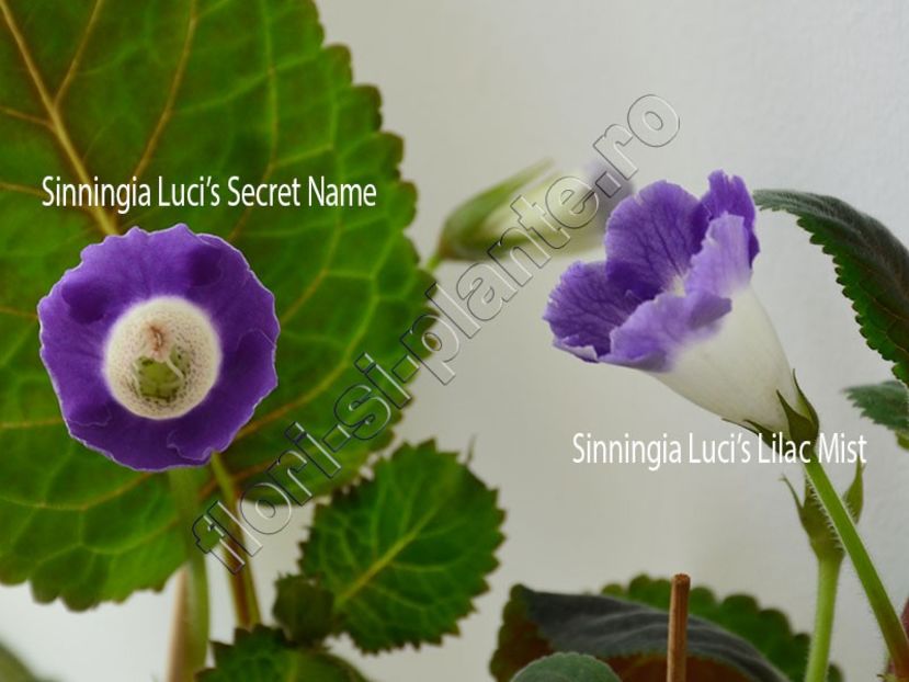 Sinningia Luci s Secret Name si Luci s Lilac Mist - GLOXINIA-SINNINGIA _COLECTIA 2020_2024
