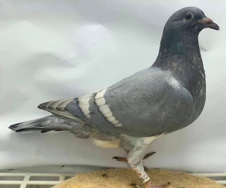  - NU AMI APARTIN 2020