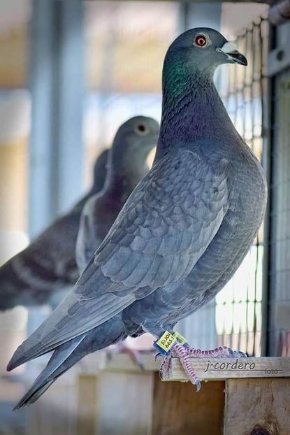  - NU AMI APARTIN 2020