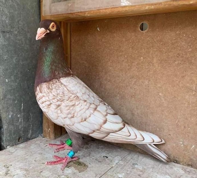  - NU AMI APARTIN 2020