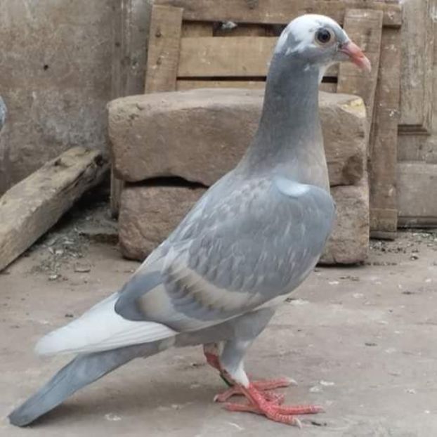  - NU AMI APARTIN 2020