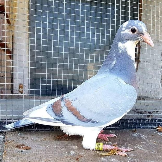  - NU AMI APARTIN 2020