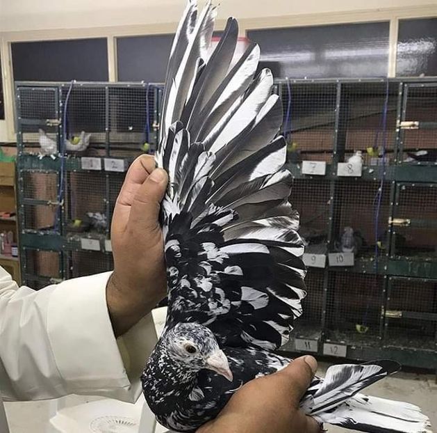  - NU AMI APARTIN 2020