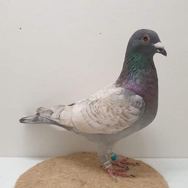  - NU AMI APARTIN 2020