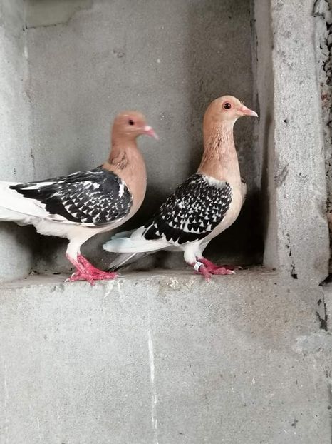  - NU AMI APARTIN 2020