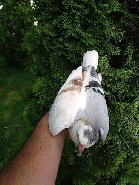  - NU AMI APARTIN 2020