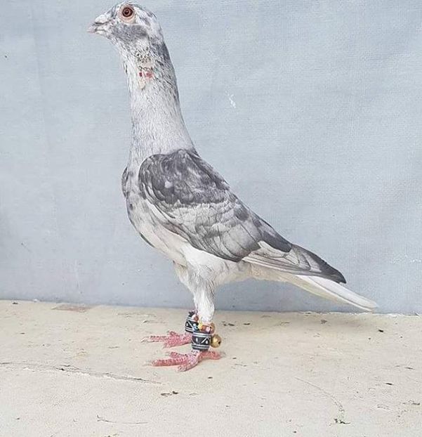  - NU AMI APARTIN 2020