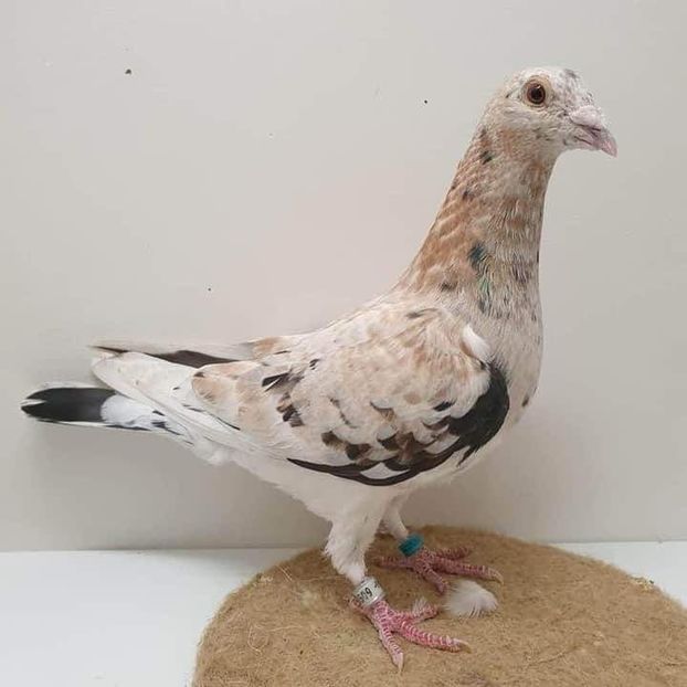  - NU AMI APARTIN 2020