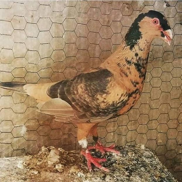  - NU AMI APARTIN 2020